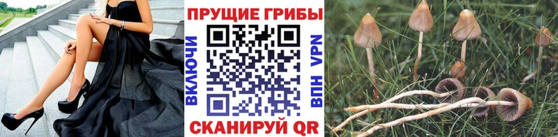mega вход Новозыбков Галлюциногенные грибы GOLDEN TEACHER