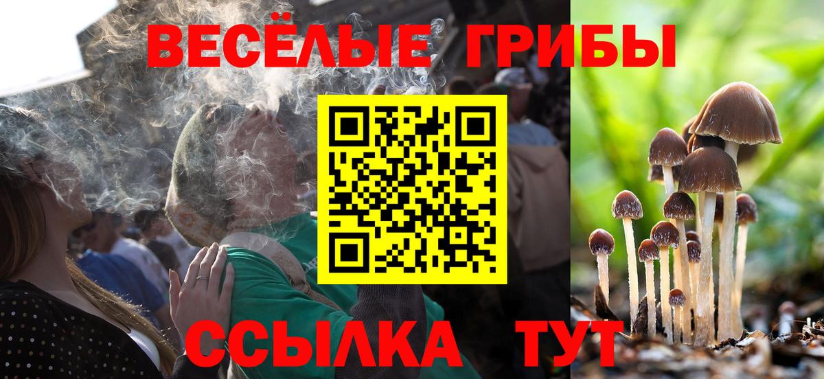 Галлюциногенные грибы Psilocybe  купить   Новозыбков  Галлюциногенные грибы ЛСД  Вход с VPN 